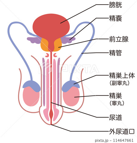 医学　男性生殖器 男性生殖器の構造 医療のイラスト素材 [114647661] - PIXTA
