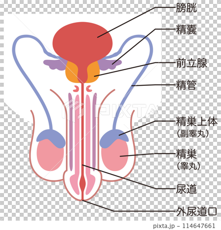 男性生殖器の構造　医療 114647661