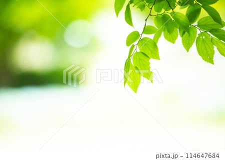 爽やか春の芽吹き 新緑 114647684