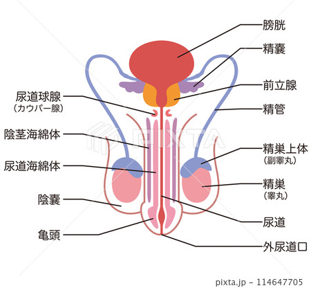 男性生殖器の構造　医療 114647705