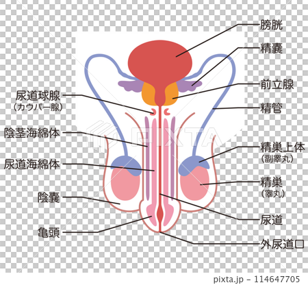 男性生殖器の構造　医療 114647705