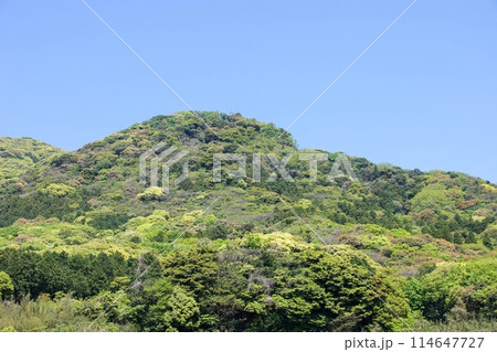 春の山 114647727
