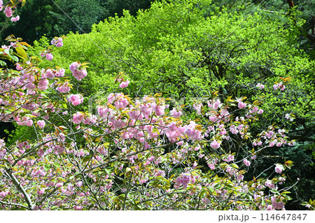 鎌北湖 満開の八重桜 新緑の湖畔 遊歩道からの眺め 春の風景 鎌北湖 満開の八重桜 新緑の湖畔 遊歩道からの眺め 春の風景 114647847