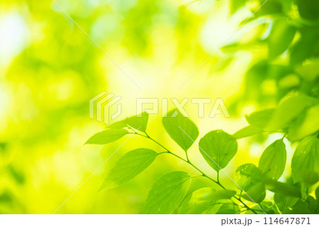 爽やか春の芽吹き 新緑 114647871