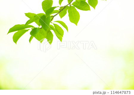 爽やか春の芽吹き 新緑 114647873