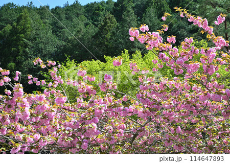 鎌北湖 満開の八重桜 新緑の湖畔 遊歩道からの眺め 春の風景 鎌北湖 満開の八重桜 新緑の湖畔 遊歩道からの眺め 春の風景 114647893