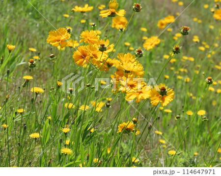 春の野原に咲く黄色いオオキンケイギクの花 春の野原に咲く黄色いオオキンケイギクの花 114647971