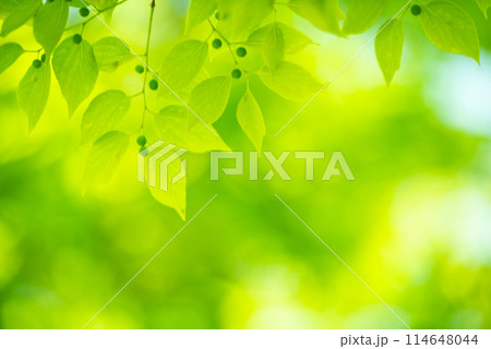 爽やか春の芽吹き 新緑 爽やか春の芽吹き 新緑 114648044