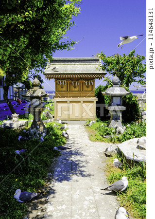 蕪嶋神社摂社とウミネコ（縦） 114648131