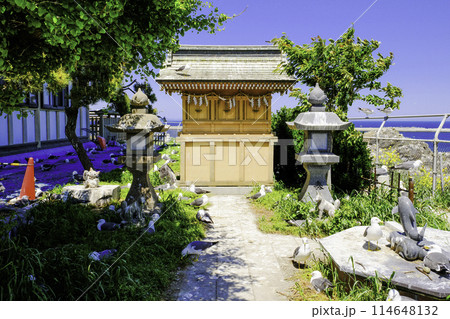 蕪嶋神社摂社とウミネコ 蕪嶋神社摂社とウミネコ 114648132