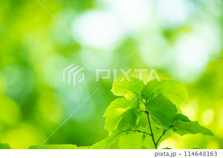 爽やか春の芽吹き 新緑 爽やか春の芽吹き 新緑 114648163
