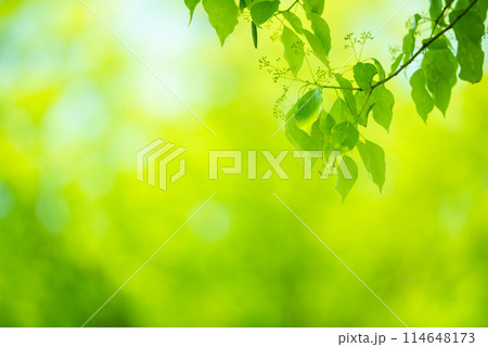 爽やか春の芽吹き 新緑 114648173