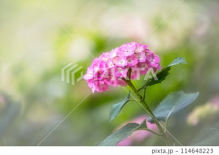 梅雨入りすると公園に花壇は紫陽花で色とりどりにになります 梅雨入りすると公園に花壇は紫陽花で色とりどりにになります 114648223