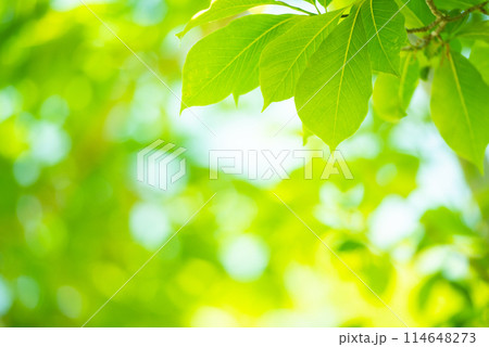 爽やか春の芽吹き 新緑 爽やか春の芽吹き 新緑 114648273