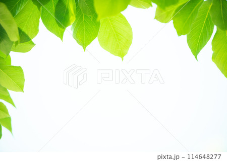 爽やか春の芽吹き 新緑 114648277