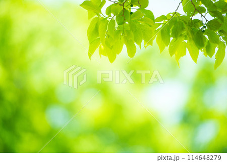 爽やか春の芽吹き 新緑 爽やか春の芽吹き 新緑 114648279