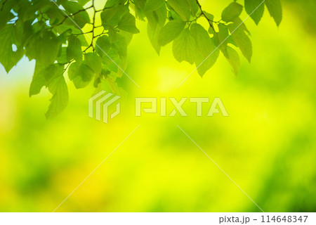 爽やか春の芽吹き 新緑 爽やか春の芽吹き 新緑 114648347
