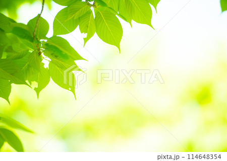 爽やか春の芽吹き 新緑 爽やか春の芽吹き 新緑 114648354