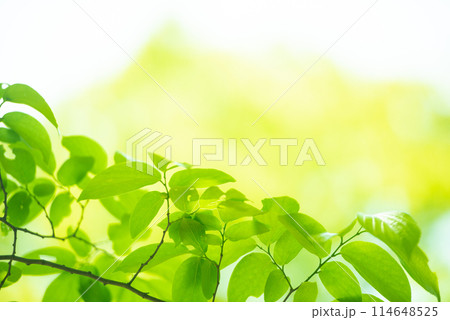爽やか春の芽吹き 新緑 114648525