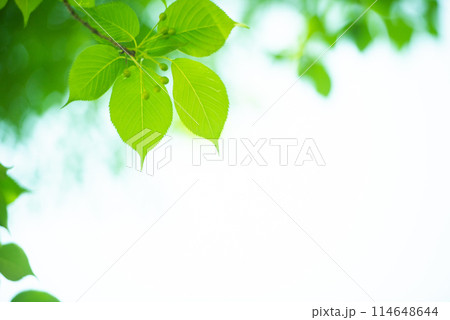 爽やか春の芽吹き 新緑 爽やか春の芽吹き 新緑 114648644