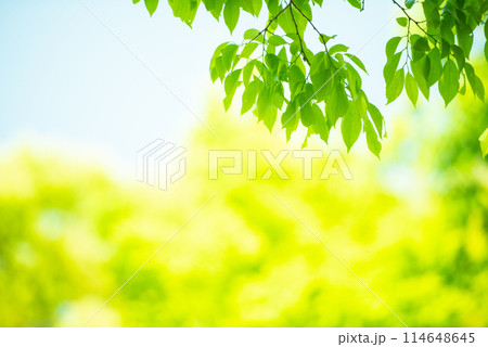 爽やか春の芽吹き 新緑 爽やか春の芽吹き 新緑 114648645