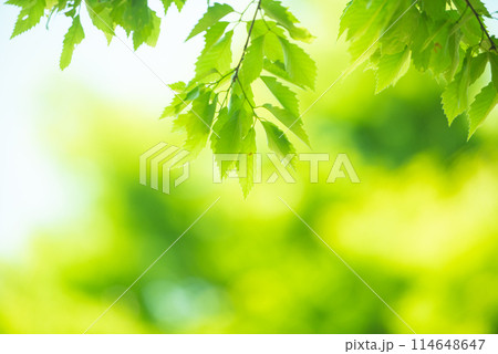 爽やか春の芽吹き 新緑 爽やか春の芽吹き 新緑 114648647