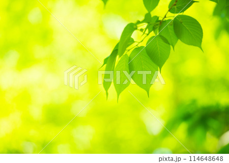爽やか春の芽吹き 新緑 爽やか春の芽吹き 新緑 114648648