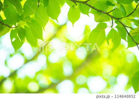 爽やか春の芽吹き 新緑 爽やか春の芽吹き 新緑 114648652