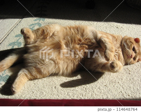 お腹丸出し猫 114648764