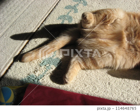 猫の下半身 114648765