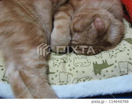 顔を隠して寝る猫 114648766