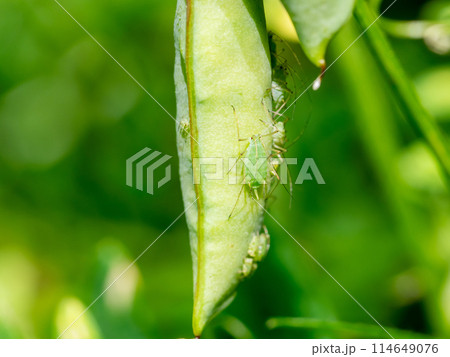 アブラムシ アブラムシ 114649076