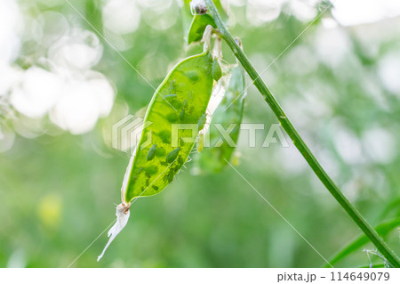 アブラムシ 114649079