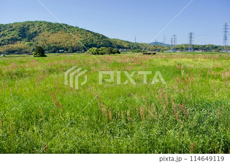 春の耕作放棄地風景 114649119