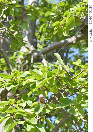 樹木・モクレン モクレン科 樹木・モクレン モクレン科 114649130