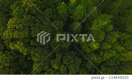 ドローンで上空から撮影した「知床の森」(岩尾別温泉付近/北海道斜里郡斜里町) ドローンで上空から撮影した「知床の森」(岩尾別温泉付近/北海道斜里郡斜里町) 114649203