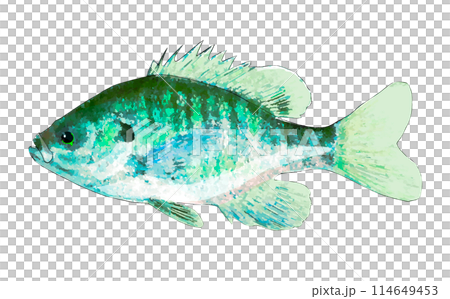 手繪翻車魚 手繪翻車魚 114649453