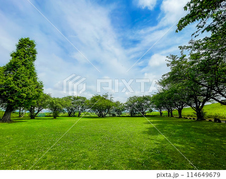 新緑に包まれた公園 114649679