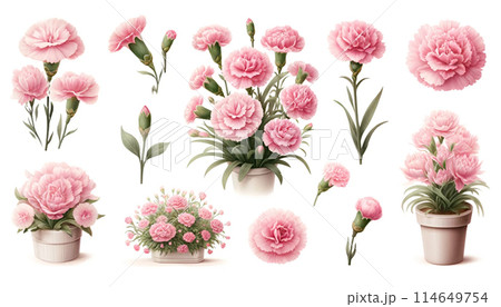 カーネーションのボタニカルアート(ピンク)のイラスト素材 [114649754
