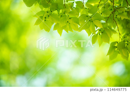 爽やか春の芽吹き 新緑 爽やか春の芽吹き 新緑 114649775