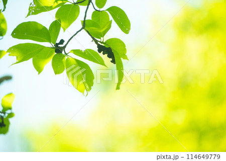 爽やか春の芽吹き 新緑 爽やか春の芽吹き 新緑 114649779
