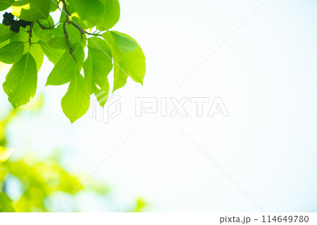爽やか春の芽吹き 新緑 爽やか春の芽吹き 新緑 114649780