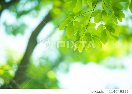 爽やか春の芽吹き 新緑 爽やか春の芽吹き 新緑 114649831