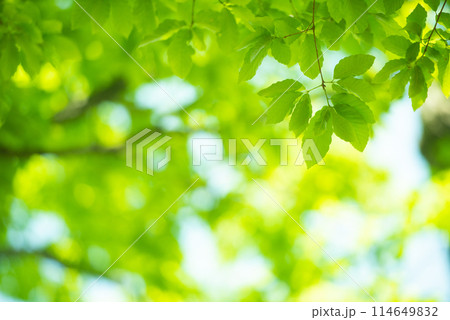 爽やか春の芽吹き 新緑 114649832