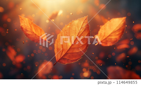枯れ葉が落ちる 枯れ葉が落ちる 114649855