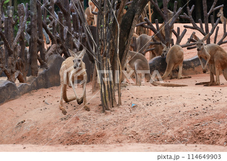 The young kangaroo is rest on the nature garden The young kangaroo is rest on the nature garden 114649903