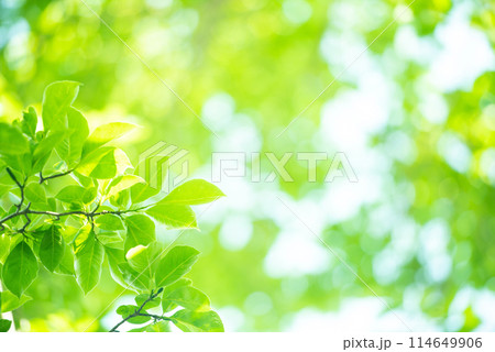 爽やか春の芽吹き 新緑 114649906