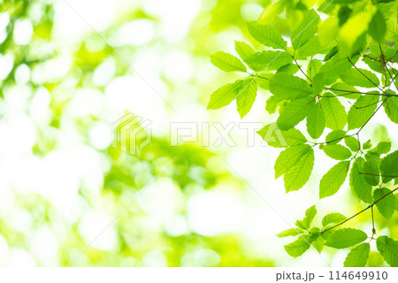 爽やか春の芽吹き 新緑 114649910