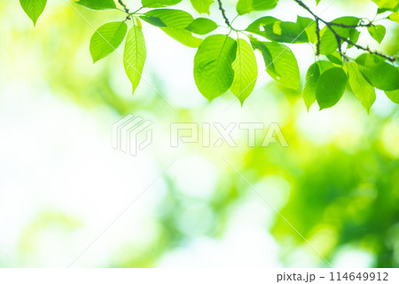 爽やか春の芽吹き 新緑 114649912