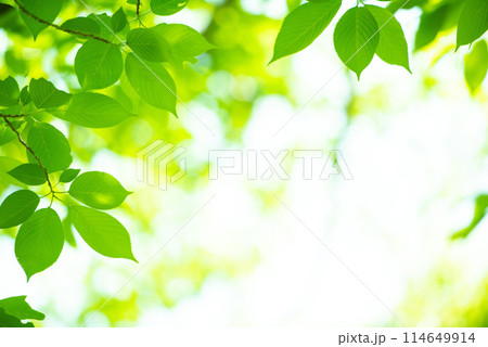 爽やか春の芽吹き 新緑 114649914